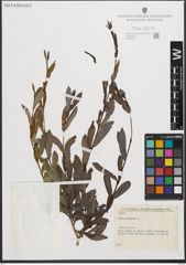 Foto von Salix purpurea L.